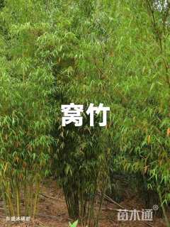 地栽苗窝竹