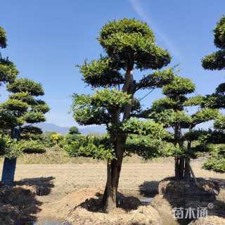 25公分造型榔榆