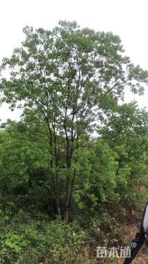 8公分(5杆)丛生乌桕