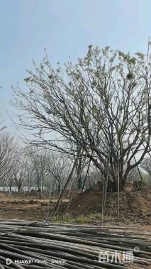 110公分丛生朴树