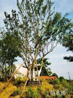 15公分(5杆)丛生朴树