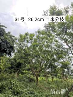 25公分丛生蓝花楹