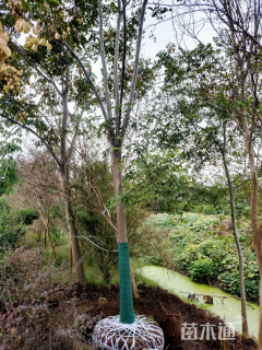 15公分栾树