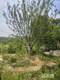 140公分(5杆)丛生朴树