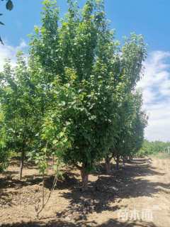 17公分八棱海棠