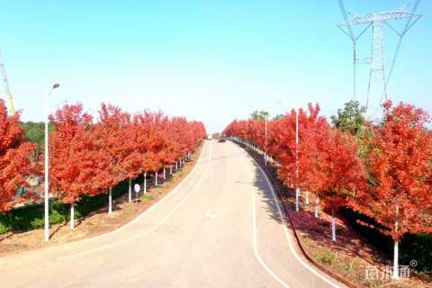 12公分美国红枫