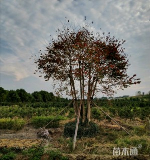 100公分造型紫薇