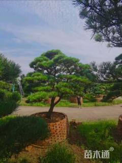 35公分造型黑松