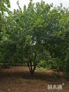 高度550厘米丛生五角枫