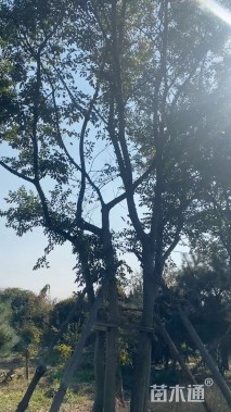 50公分(4杆)丛生朴树