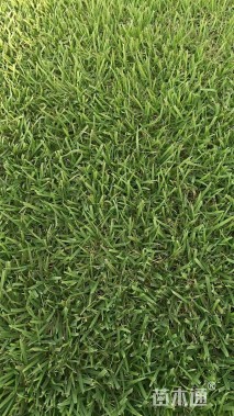 草卷状草皮
