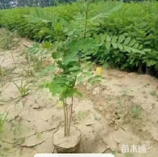 高度40厘米紫穗槐