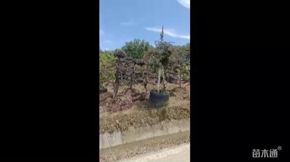 高度200厘米羽毛枫