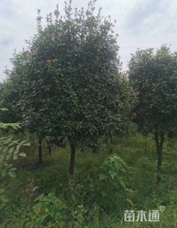 12公分红叶石楠