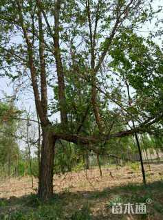 25公分造型榆树