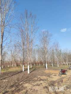 20公分美国红枫