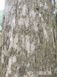 50公分金丝楠木