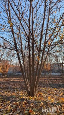 高度500厘米丛生五角枫