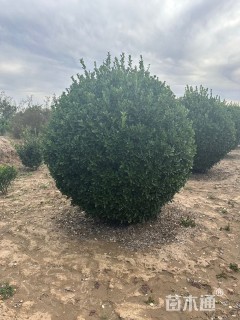 冠幅350厘米大叶黄杨球