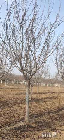 20公分日本晚樱