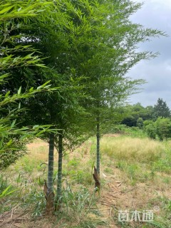 8公分竹子