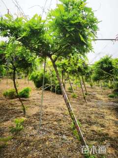 400厘米多花紫藤