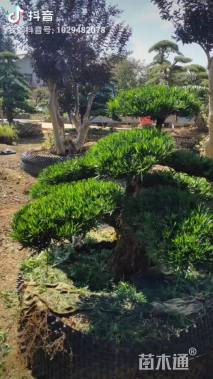 15公分小叶罗汉松