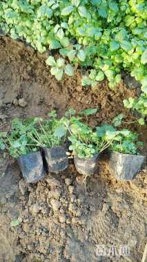 高度25厘米蛇莓