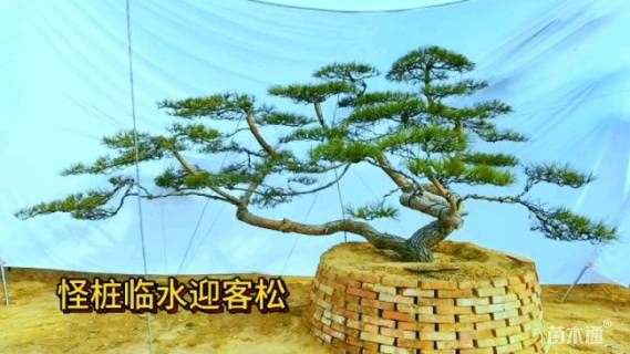 高度150厘米黑松