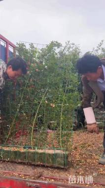 高度350厘米山茱萸