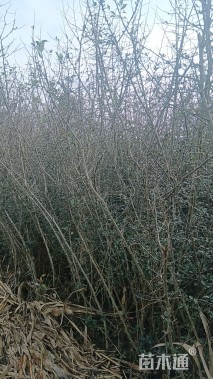 高度2500厘米贴梗海棠