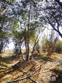 高度750厘米丛生大叶女贞