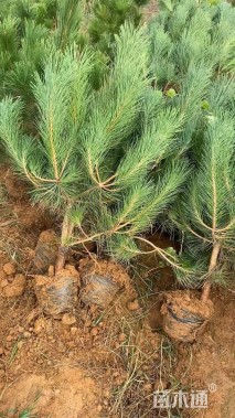 高度100厘米黑松
