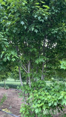 高度800厘米丛生美国红枫