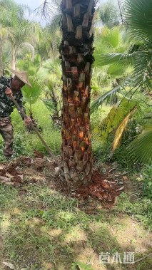 裸干高300厘米中东海枣