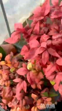 高度30厘米火焰南天竹