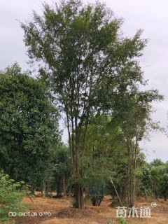 10公分丛生朴树