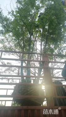 30公分(3杆)丛生乌桕