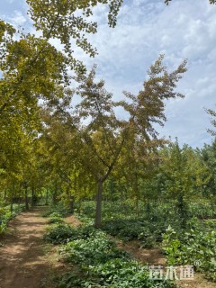 20公分嫁接银杏