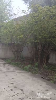 高度500厘米丛生紫薇