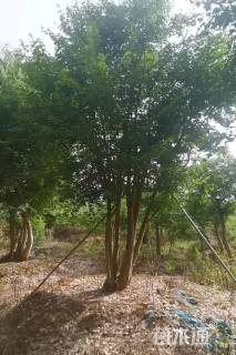 高度800厘米丛生三角枫