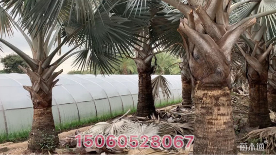 裸干高200厘米霸王棕