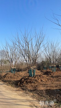 15公分多杆朴树