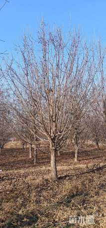 15公分绚丽海棠