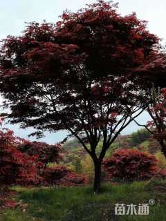 25公分中华红枫