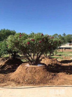 高度200厘米牡丹