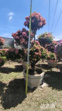 15公分造型三角梅