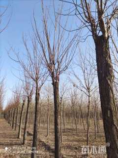 19公分嫁接香花槐