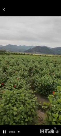 高度60厘米扶桑球