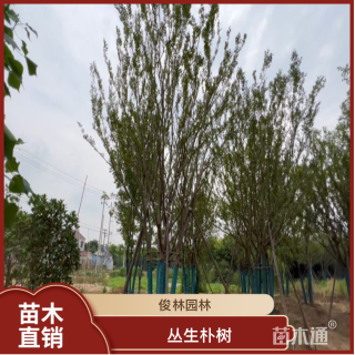 16公分丛生朴树